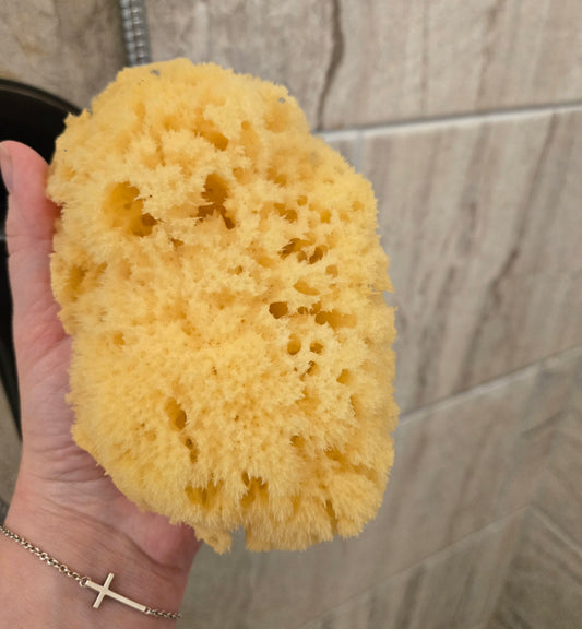Yellow Sea Sponge